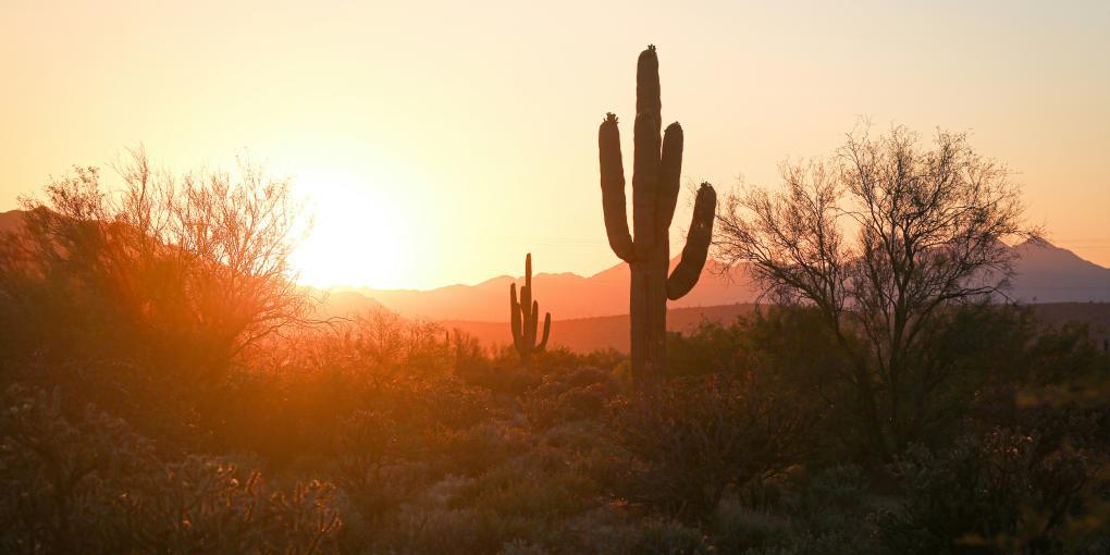 Phoenix