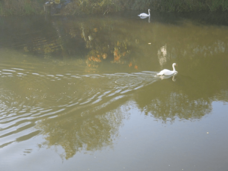 Kelvin wake behind a swan (photo: Hugh Griffiths)
